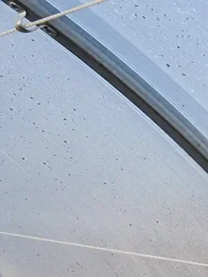 Vedení rostlin Scobax 8,0 m Levný